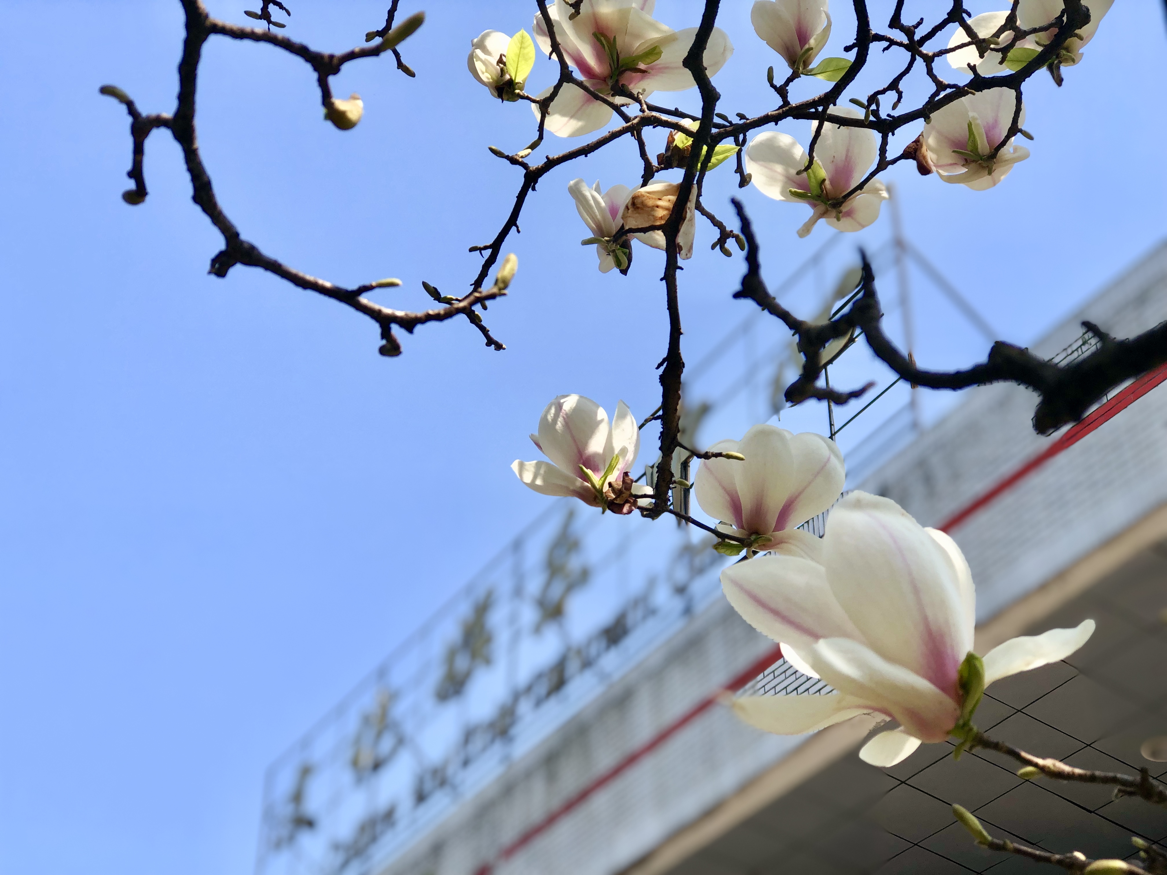 醫(yī)科大學(xué).