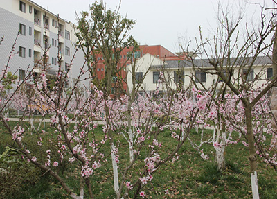 學(xué)校桃花林